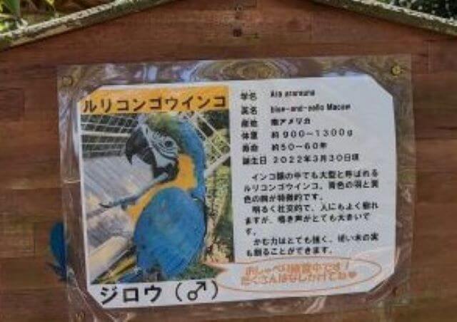 福岡県大野城市にある株式会社アシュラン本社内の「バードハウス」にいるルリコンゴウインコのジロウの説明画像